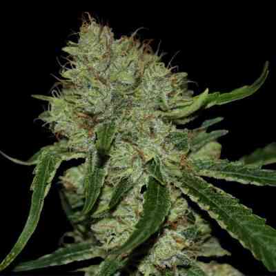 Tangilope > DNA Genetics | Feminized Marijuana   |  Sativa