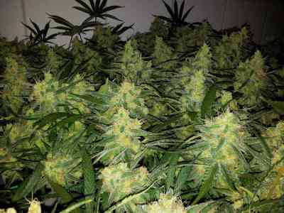 Tangilope > DNA Genetics | Feminized Marijuana   |  Sativa