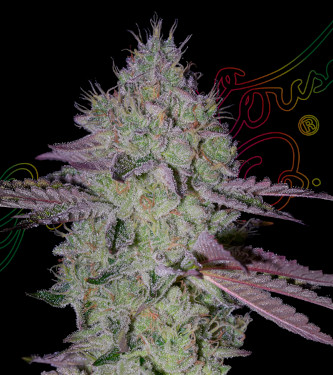 Tarte Tatin > Green House Seed Company | Feminized Marijuana   |  hybrid