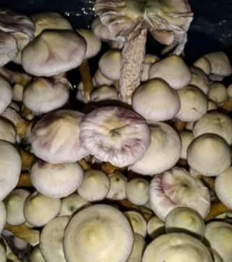 Tatandi > Magic Mushrooms