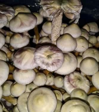 Tatandi > champignons magiques | Champis / Champignons Magiques