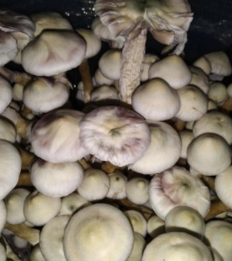 Tatandi > Magic Mushrooms