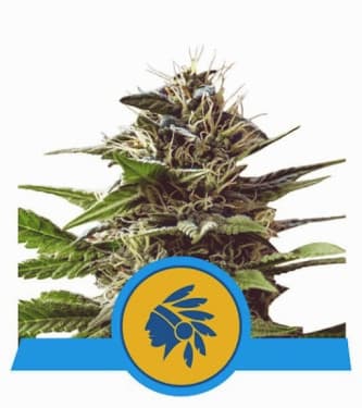 Tatanka Pure CBD > Royal Queen Seeds | Medical cannabis seeds (CBD)  |  Indica
