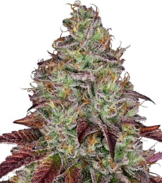 Tezla OG > Sensi Seeds | Feminized Marijuana   |  Indica