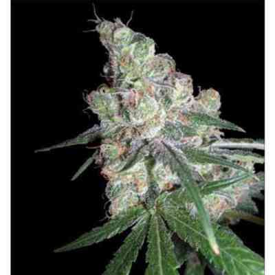 Honeybells > Delicious Seeds