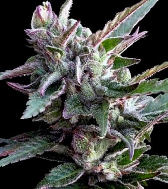 Thai Chi > ACE Seeds | Semillas feminizadas  |  Sativa