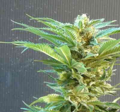 Thai Fantasy > Kannabia Seeds | Feminisierte Hanfsamen  |  Sativa