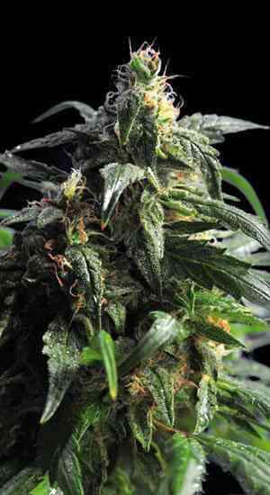 Thai Fantasy > Kannabia Seeds | Feminisierte Hanfsamen  |  Sativa