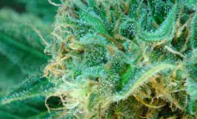 Thai Fantasy > Kannabia Seeds | Feminisierte Hanfsamen  |  Sativa