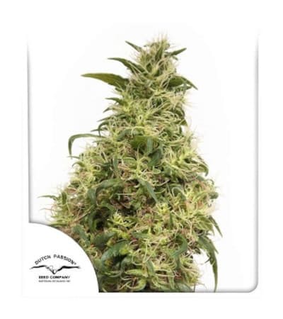 THC-Victory > Dutch Passion | Feminisierte Hanfsamen  |  Sativa