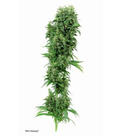 THC-Victory > Dutch Passion | Feminisierte Hanfsamen  |  Sativa