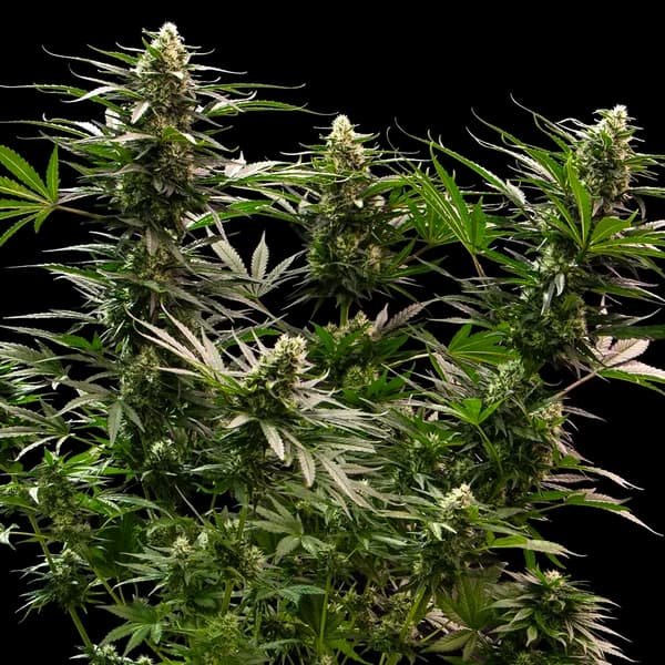 The 2019 Samen > Royal Queen Seeds | Feminisierte Hanfsamen  |  Indica