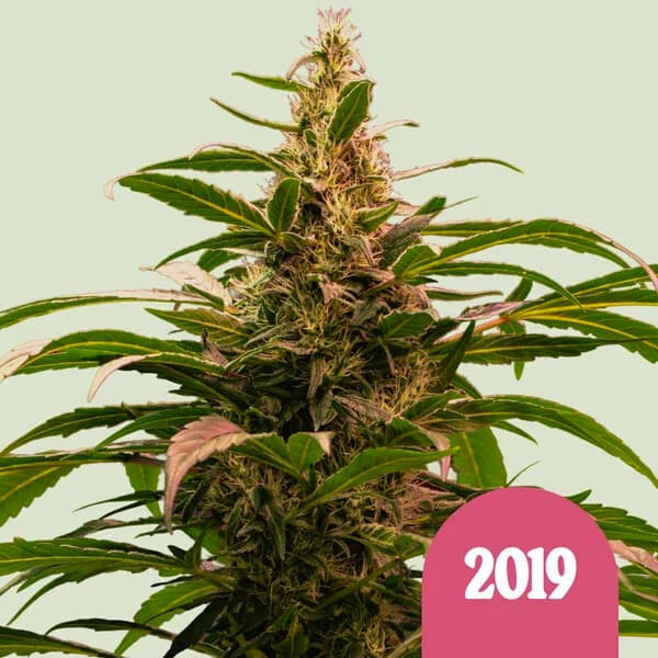 The 2019 Samen > Royal Queen Seeds | Feminisierte Hanfsamen  |  Indica