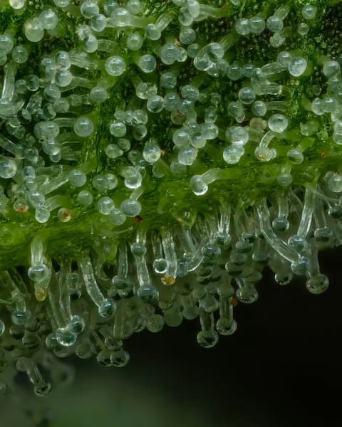 The Bling > Humboldt Seed Company | Feminized Cannabis   |  Indica