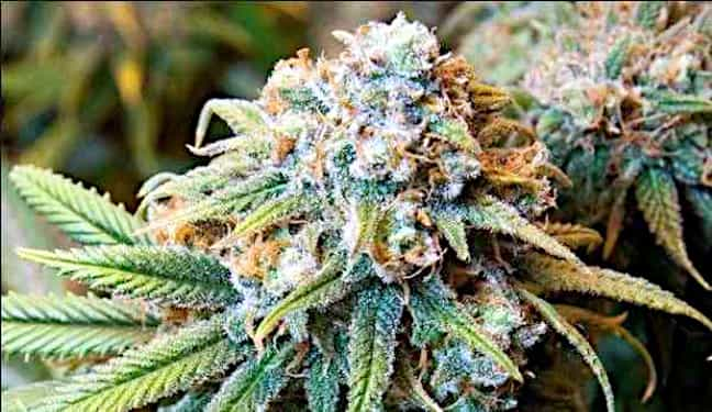 The Bulldog Haze > Bulldog Seeds | Feminized Marijuana   |  Sativa