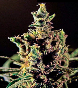 The Bulldog Haze > Bulldog Seeds | Graines Féminisées  |  Sativa