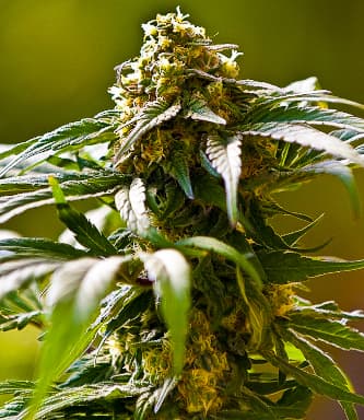 The Bulldog Skunk > Bulldog Seeds | Regular Marijuana   |  Sativa