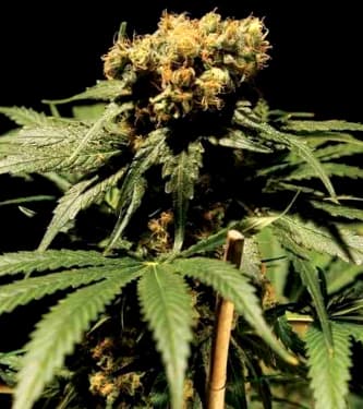 The Chronic > Bulldog Seeds | Feminisierte Hanfsamen  |  Indica