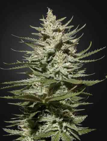 The Church CBD > Green House Seed Company | Feminized Marijuana   |  hybrid