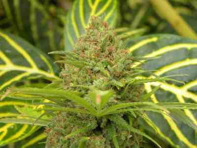 The Cure > Mr. Nice | Semillas Regulares  |  Sativa