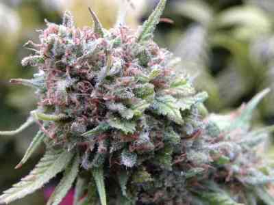 The Cure > Mr. Nice | Semillas Regulares  |  Sativa