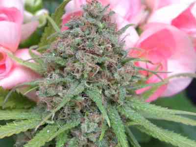 The Cure > Mr. Nice | Graines Normal  |  Sativa