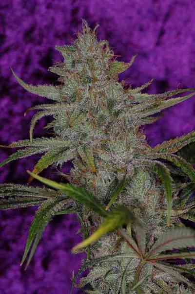 The Flav > TGA Subcool Seeds | Semillas Regulares  |  Híbrido