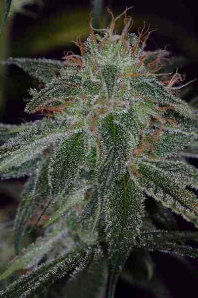 The Flav > TGA Subcool Seeds | Regular Marijuana   |  Hybrid