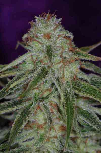 The Flav > TGA Subcool Seeds | Regular Marijuana   |  Hybrid