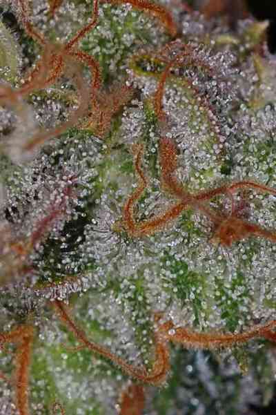 The Flav > TGA Subcool Seeds | Regular Marijuana   |  Hybrid