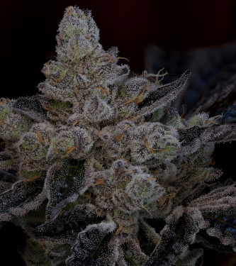 The Glow > Grounded Genetics | Feminized Marijuana   |  hybrid