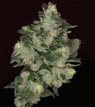 The Glow > Grounded Genetics | Feminisierte Hanfsamen  |  Hybrid