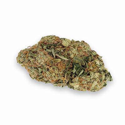 The Jewel > Tramuntana Seeds | Feminisierte Hanfsamen  |  Hybrid
