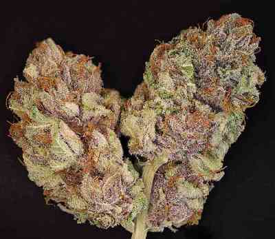 The OX > Rare Dankness Seeds | Graines Normal  |  Indica