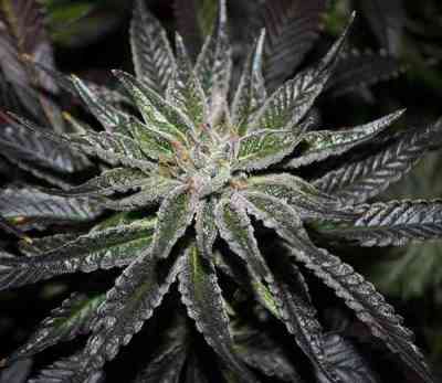 The OX > Rare Dankness Seeds | Graines Normal  |  Indica