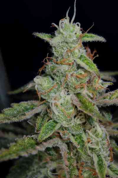The Third Dimension > TGA Subcool Seeds | Regular Marijuana   |  Hybrid