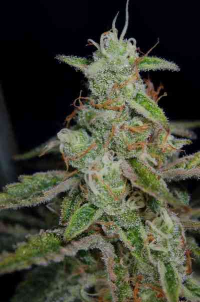 The Third Dimension > TGA Subcool Seeds | Semillas Regulares  |  Híbrido