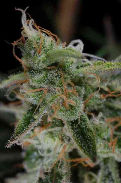 The Third Dimension > TGA Subcool Seeds | Graines Normal  |  Hybride