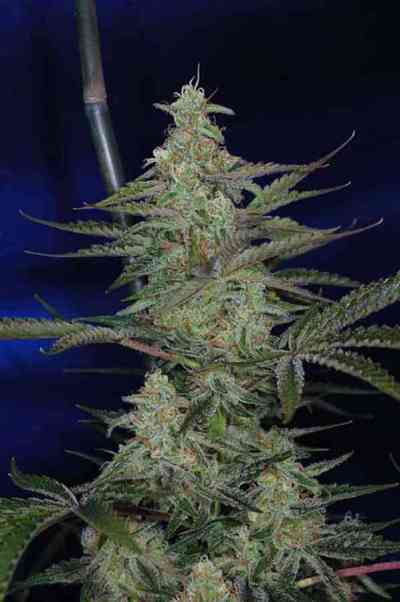 The Third Dimension > TGA Subcool Seeds | Graines Régulieres  |  Hybride
