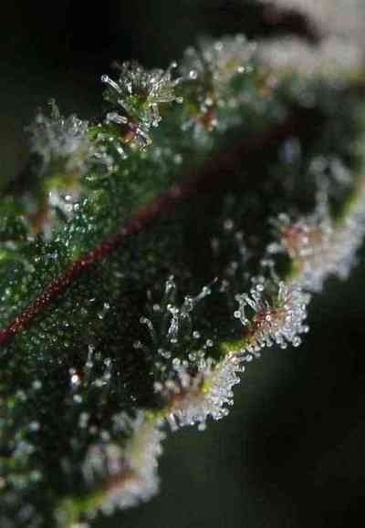 The Third Dimension > TGA Subcool Seeds | Regular Marijuana   |  Hybrid