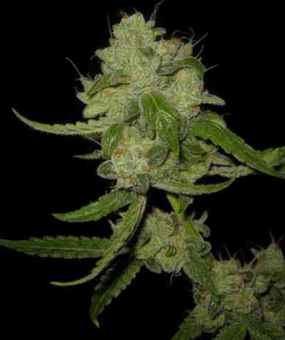 The White Train > Mephisto Genetics | Autoflowering Cannabis   |  Sativa