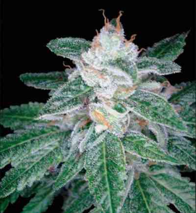 The OG #18 > Reserva Privada | Feminized Marijuana   |  Indica