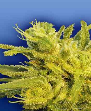 The original Haze Seed > The Flying Dutchmen | Regular Marijuana   |  Sativa