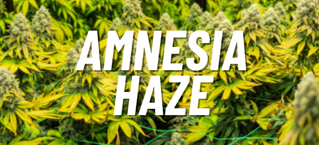 Un guide sur la légendaire variété de cannabis Amnesia Haze. Effet, goût et instructions de culture.