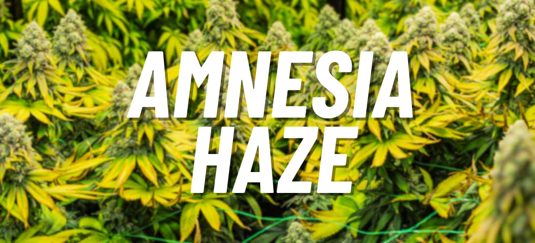 Todo sobre la legendaria Amnesia Haze