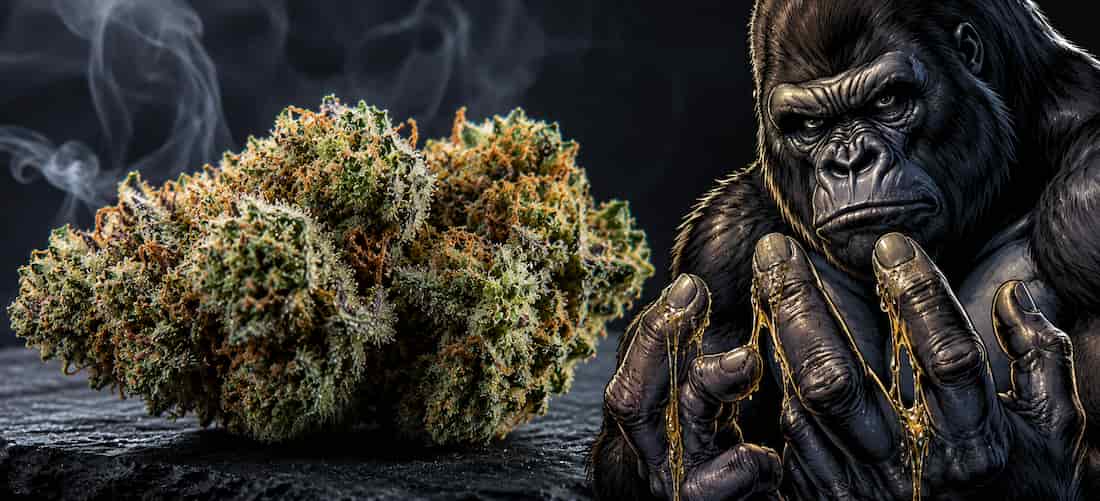Gorilla Glue : résineuse, collante et absolument légendaire.