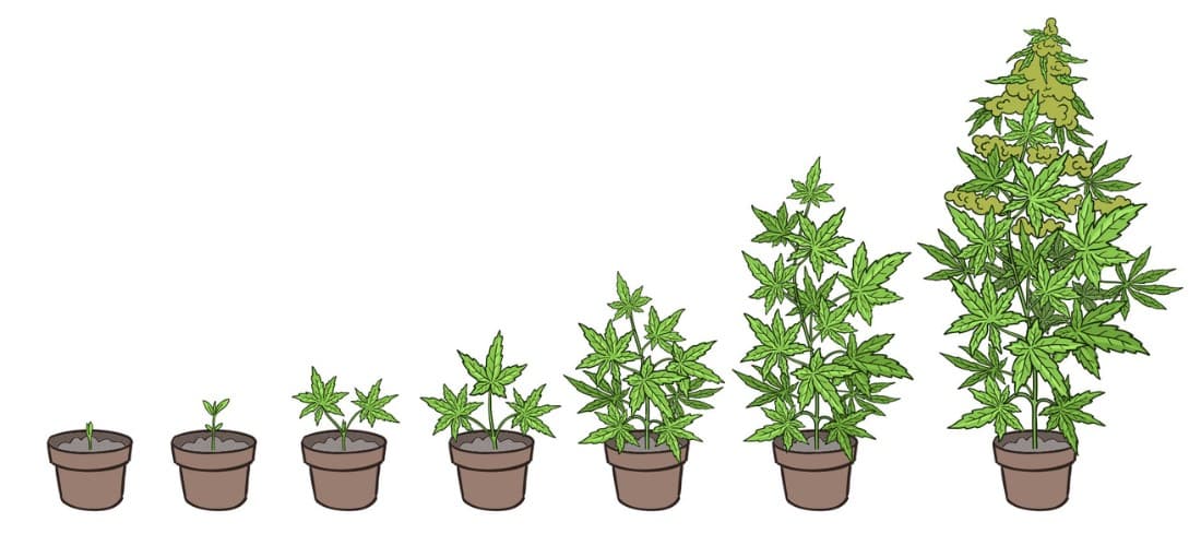 La forma correcta de cultivar semillas de cannabis autoflorecientes