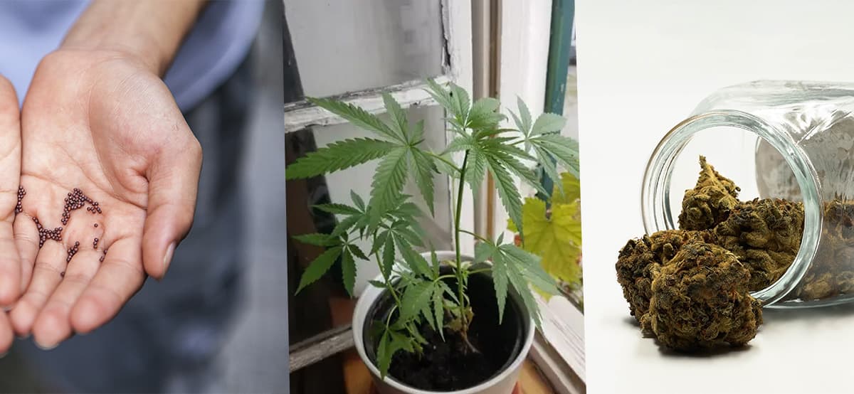 Cultiver du cannabis en intérieur avec et sans chambre de culture