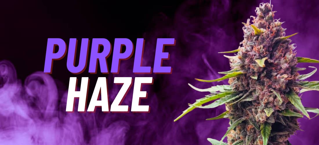Purple Haze - eine der beliebtesten Sorten überhaupt.