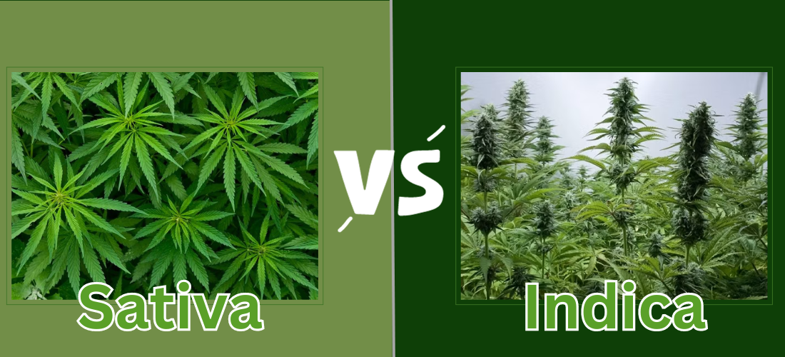Sativa vs. Indica This is the difference